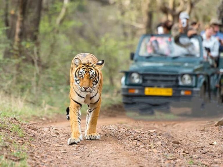 From Delhi: Same-Day Wildlife Safari at Sriska and Jhalna - Practical Details