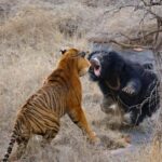 From Delhi: Sariska Wildlife Safari with Private Car - The Itinerary in Detail