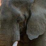 From Delhi: Taj Mahal, Agra Fort & Elephant Centre Tour - Why Choose This Tour?