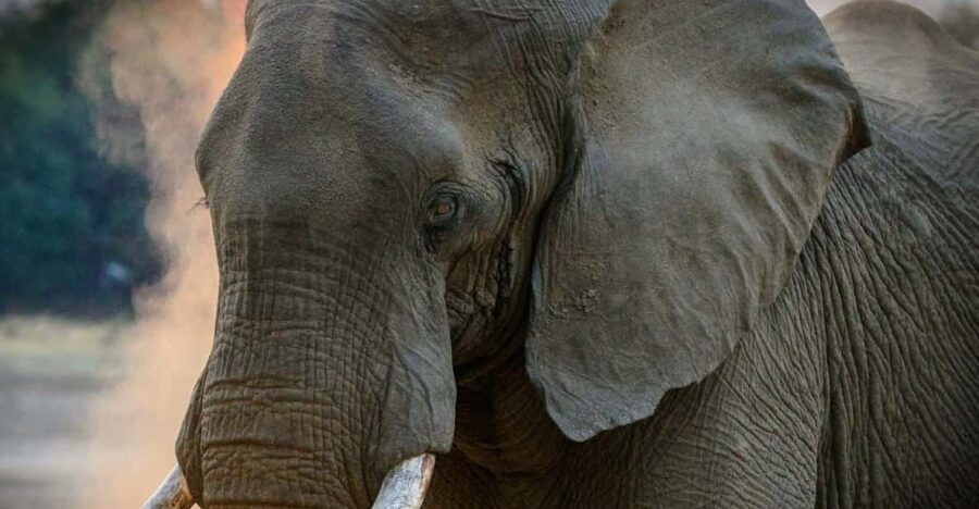 From Delhi: Taj Mahal, Agra Fort & Elephant Centre Tour - Why Choose This Tour?