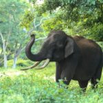 From Delhi: Taj Mahal, Agra Fort & Elephant Rescue Tour - Why This Tour Works