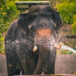 From Delhi: Taj Mahal & Agra Tour & Elephant SOS & 5*Lunch - Is This Tour Right for You?