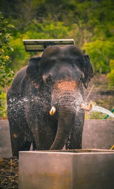 From Delhi: Taj Mahal & Agra Tour & Elephant SOS & 5*Lunch - Is This Tour Right for You?