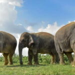 From Delhi: Taj Mahal Sunrise, Agra Fort & Elephant Tour - Final Thoughts