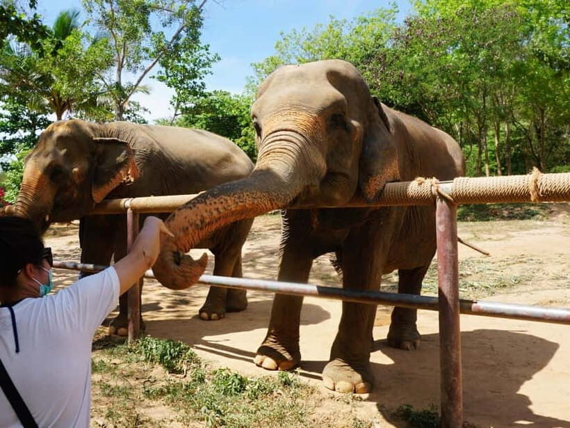 From Delhi: Taj Mahal Sunrise, Agra Fort & Elephants Tour - What makes this tour stand out?