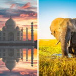 From Delhi: Taj Mahal Sunrise Tour with Elephant SOS Center - A Delicious Pause: Lunch Options