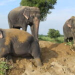 From Delhi: Taj Mahal Tour with Elephant Conservation Centre - The Journey: From Delhi to Agra and Beyond