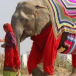 From Delhi: Taj Mahal with Photographer & Elephant SOS Tour - FAQs