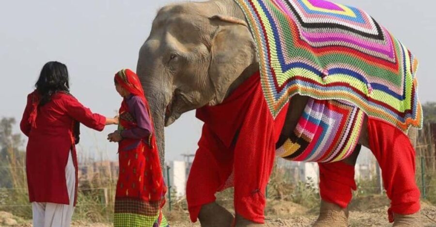 From Delhi: Taj Mahal with Photographer & Elephant SOS Tour - FAQs