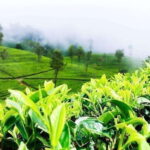 From Ella: 2-Day Tour to Nuwara Eliya and Kandy with Drop - FAQs