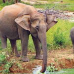 From Ella: All Inclusive Udawalawe National Park Safari - Who Will Love This Tour?