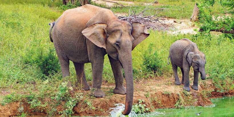 From Ella: All Inclusive Udawalawe National Park Safari - Who Will Love This Tour?