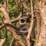 From Ella - Day Excursion to Yala National Park - An In-Depth Review of the Yala National Park Excursion