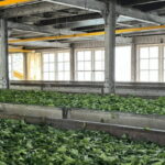 From Ella: Nuwara Eliya Tea Factory and Plantation Tour - A Detailed Look at the Tour Experience