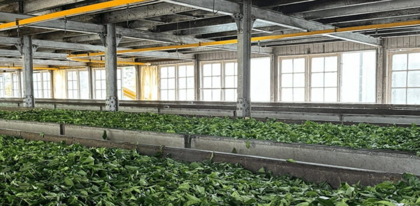 From Ella: Nuwara Eliya Tea Factory and Plantation Tour - A Detailed Look at the Tour Experience