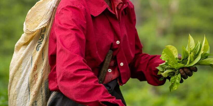 From Ella - Private Day Tour of 8 Iconic Sights & Train Ride - Who Will Love This Tour?