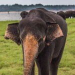 From Ella: Shuttle to Tangalle/Hiriketiya w Udawalawe Safari - The Cost Breakdown and Extra Charges