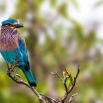 From Ella: Shuttle to Tangalle/Hiriketiya with Yala Safari - The Sum Up