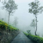 From Ella: Tea Adventure in Haputale with Village Lunch - Detailed Breakdown of the Itinerary