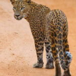 From ELLA to ARUGAM-BAY transfer with YALA Safari Tour - Why This Tour Offers Great Value