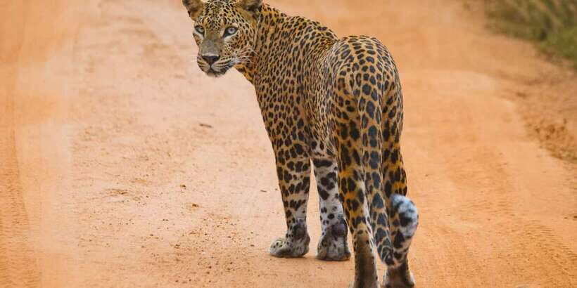 From ELLA to ARUGAM-BAY transfer with YALA Safari Tour - Why This Tour Offers Great Value