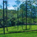 From Ella: Tuk-Tuk Tea Adventure: Lipton's Seat Excursion! - Why Choose This Tour?