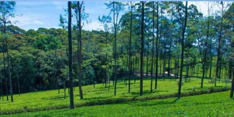 From Ella: Tuk-Tuk Tea Adventure: Lipton's Seat Excursion! - Why Choose This Tour?