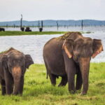 From Ella: Udawalawa Safari and Tangalle/Hiriketiya Transfer - What to Expect from the Safari and Transfer Experience