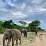 From Ella: Udawalawa Safari Drop: Galle / Mirissa / Tangalle - Exploring Udawalawe National Park: What You Can Expect
