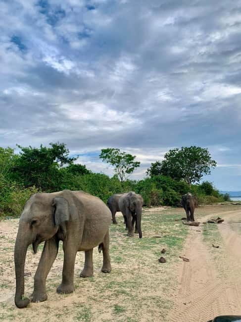 From Ella: Udawalawa Safari Drop: Galle / Mirissa / Tangalle - Exploring Udawalawe National Park: What You Can Expect