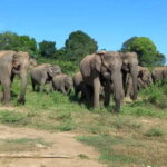 From Ella: Udawalawe National Park Safari Tour - Who Should Consider This Tour?