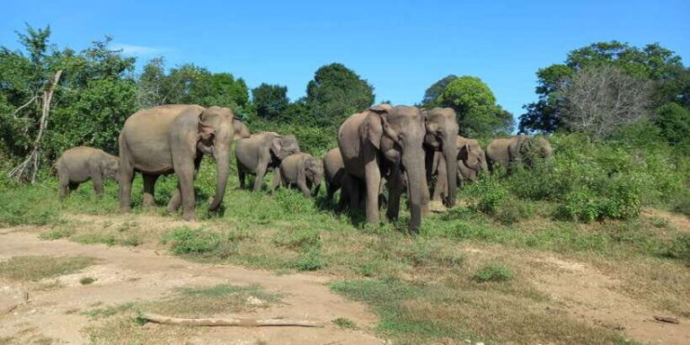 From Ella: Udawalawe National Park Safari Tour - Who Should Consider This Tour?