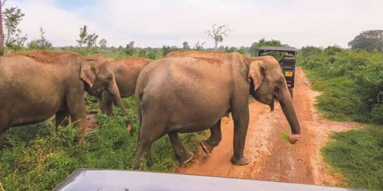 From Ella: Udawalawe Safari with Elephant Transit Home - Who Is This Tour Best Suited For?