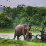 From Ella: Udawalawe Safari with Elephant Transit Home Visit - Who Will Enjoy This Tour?