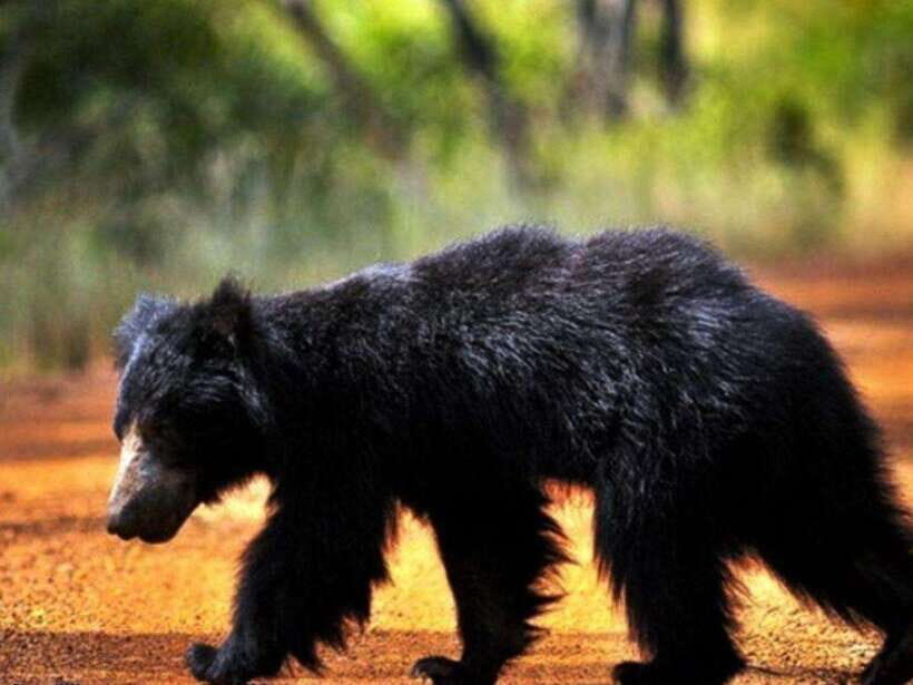 From Ella: Udawalawe & Yala National Parks 2-Day Tour - An In-Depth Look at the 2-Day Safari Experience