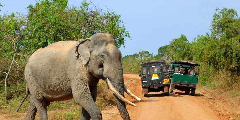 From Ella: Yala National Park Jeep Safari Tour - Final Thoughts