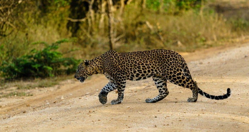 From Ella - Yala National Park Leopard Safari Tour - An In-Depth Look at the Yala Safari Experience