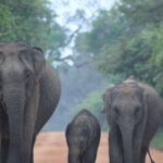 From: Ella - YALA Safari - Drop off: Arugam Bay / Arugambay - Who Is This Tour Best For?