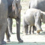 From Ella: YALA SAFARI TOUR & Galle/Mirissa/Tangalle transfer - The Sum Up: Why Choose This Tour?