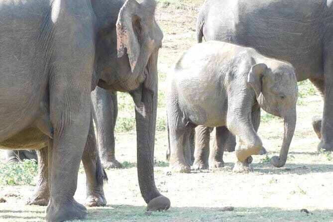 From Ella: YALA SAFARI TOUR & Galle/Mirissa/Tangalle transfer - The Sum Up: Why Choose This Tour?