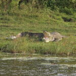 From Ella: Yala Safari Tour with Drop at Tangalle/Hiriketiya - Who Will Love This Tour?