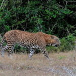 From Ella - Yala Safari with Transfer Option to Other Locations - Who Is This Tour Best For?