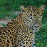 From Ella:Ravana Falls / Diyaluma Falls / Yala National Park - Value and practicality