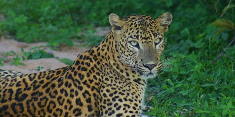 From Ella:Ravana Falls / Diyaluma Falls / Yala National Park - Value and practicality