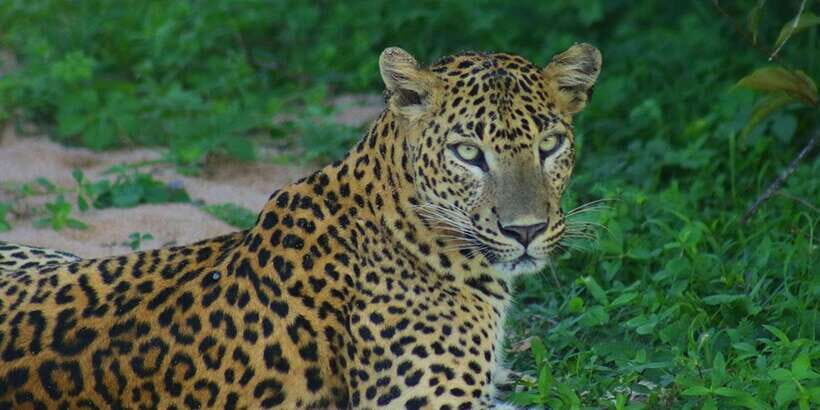 From Ella:Ravana Falls / Diyaluma Falls / Yala National Park - Value and practicality