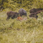 From Galle/Hikkaduwa/Bentota: Udawalawe Safari Tour. - Who Should Consider This Tour?