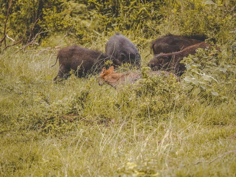 From Galle/Hikkaduwa/Bentota: Udawalawe Safari Tour. - Who Should Consider This Tour?