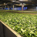 From Galle/Hikkaduwa/Mirissa: Day Trip to Experience Ella - Additional Stops and Optional Extras