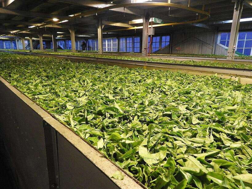 From Galle/Hikkaduwa/Mirissa: Day Trip to Experience Ella - Additional Stops and Optional Extras