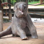 From Galle/Mirissa/Hikkaduwa: Kandy Day Tour with Pickup - Why This Tour Offers Great Value